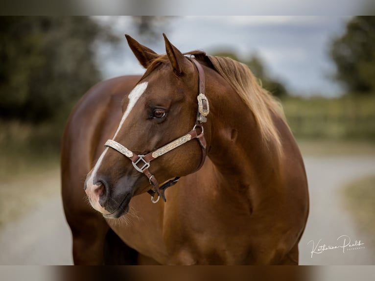 Quarter horse américain Jument 10 Ans 152 cm Bai in Dingolfing
