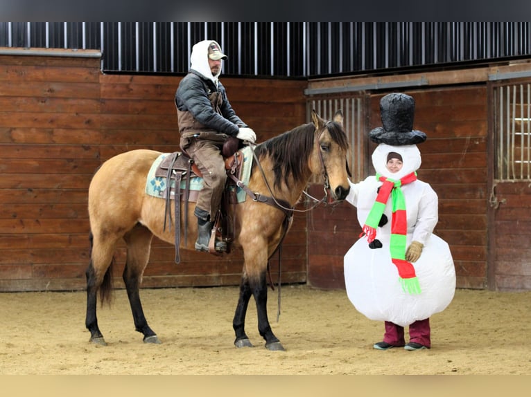Quarter horse américain Jument 10 Ans 152 cm Buckskin in Clarion