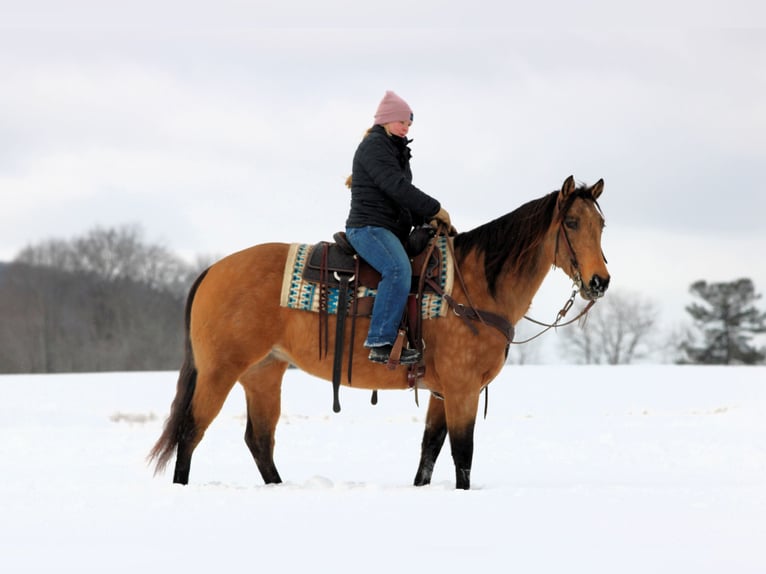 Quarter horse américain Jument 10 Ans 152 cm Buckskin in Clarion