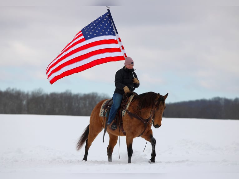 Quarter horse américain Jument 10 Ans 152 cm Buckskin in Clarion