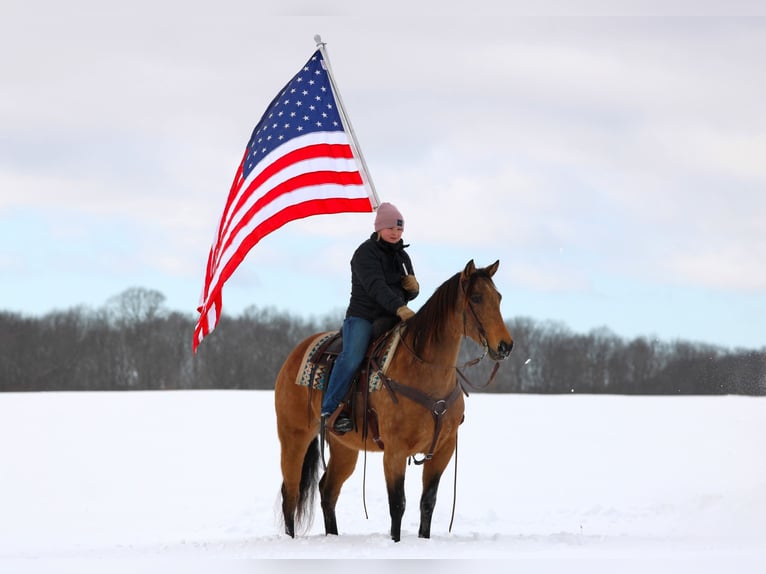 Quarter horse américain Jument 10 Ans 152 cm Buckskin in Clarion