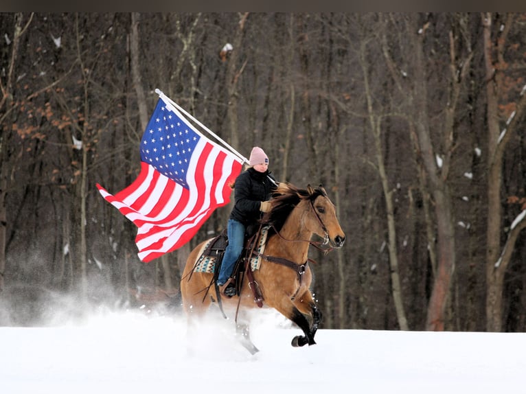 Quarter horse américain Jument 10 Ans 152 cm Buckskin in Clarion