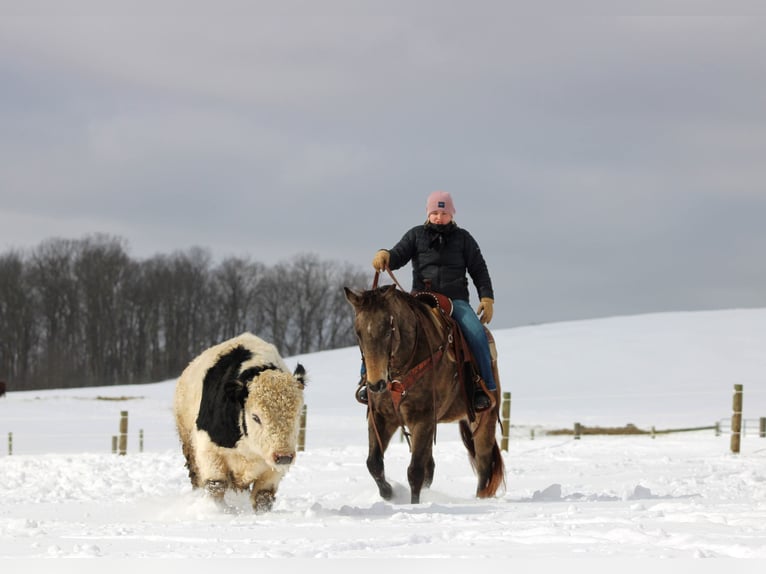 Quarter horse américain Jument 10 Ans 152 cm Buckskin in Clarion