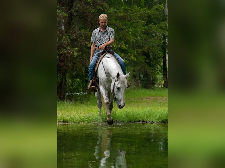 Quarter horse américain Jument 10 Ans 152 cm Gris in Morriston, FL