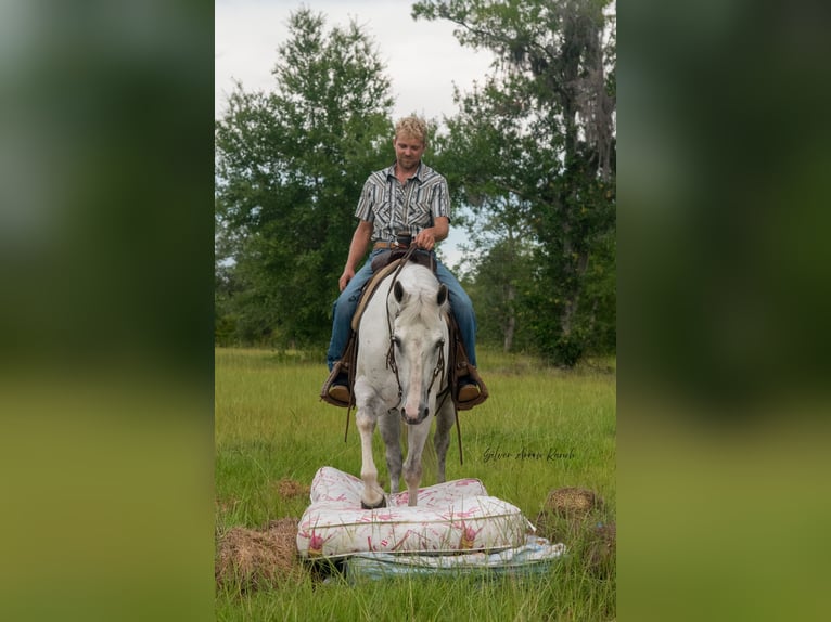 Quarter horse américain Jument 10 Ans 152 cm Gris in Morriston, FL