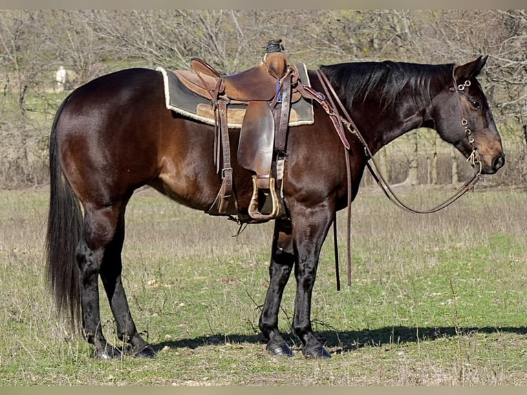 Quarter horse américain Jument 10 Ans 152 cm Noir in Weatherford, TX