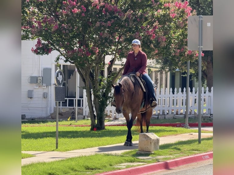 Quarter horse américain Jument 10 Ans 152 cm Roan-Bay in Granbury, TX