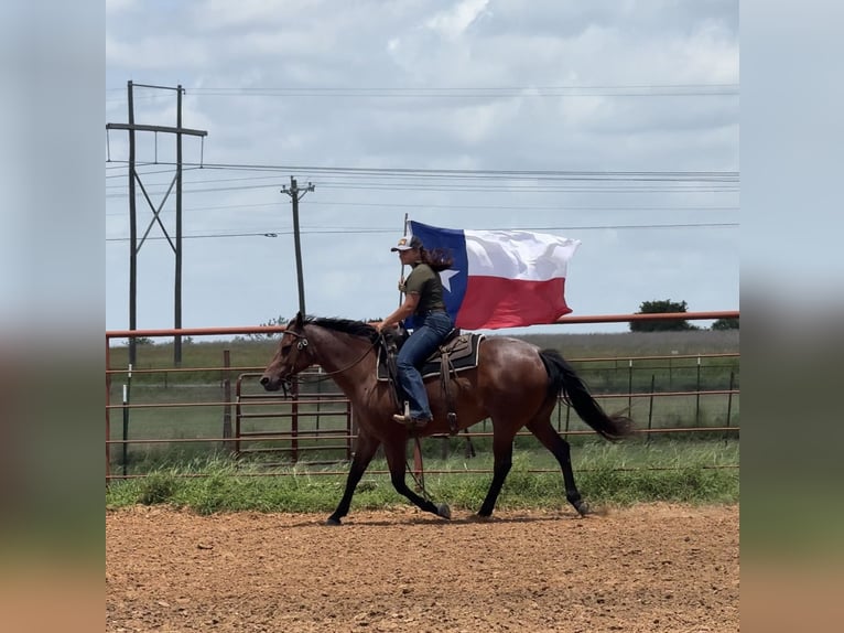 Quarter horse américain Jument 10 Ans 152 cm Roan-Bay in Granbury, TX