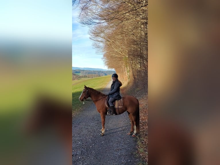 Quarter horse américain Jument 10 Ans 154 cm Alezan in Bischofszell