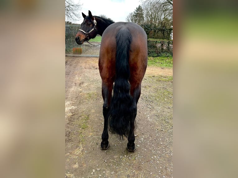 Quarter horse américain Jument 10 Ans 154 cm Bai brun in Rhede