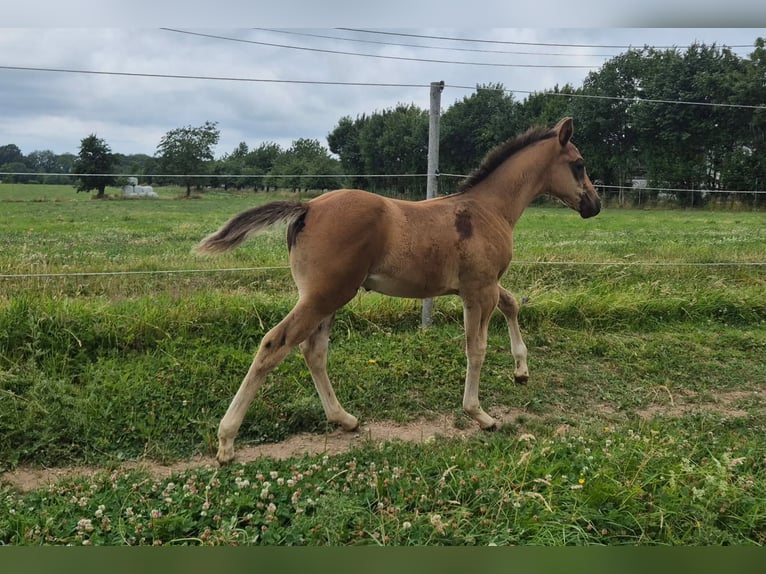 Quarter horse américain Jument 10 Ans 154 cm Bai in Linkenbach