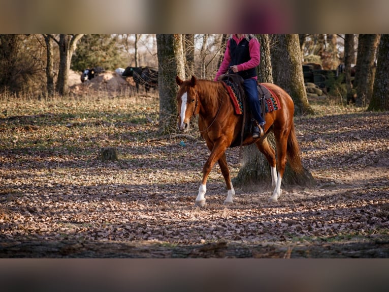 Quarter horse américain Jument 10 Ans 155 cm Alezan cuivré in Sulphur Springs