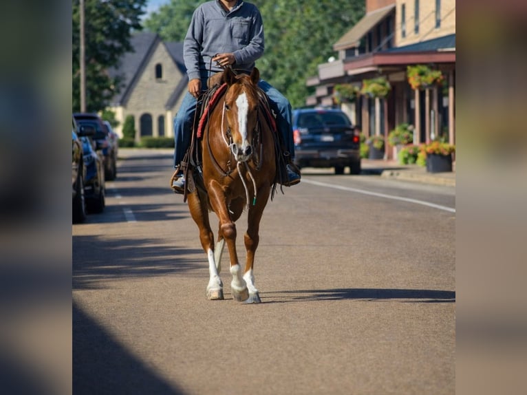 Quarter horse américain Jument 10 Ans 155 cm Alezan cuivré in Sulphur Springs