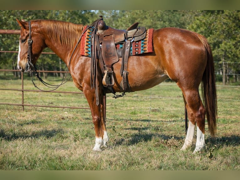 Quarter horse américain Jument 10 Ans 155 cm Alezan cuivré in Sulphur Springs