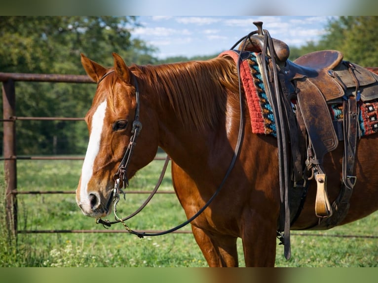 Quarter horse américain Jument 10 Ans 155 cm Alezan cuivré in Sulphur Springs