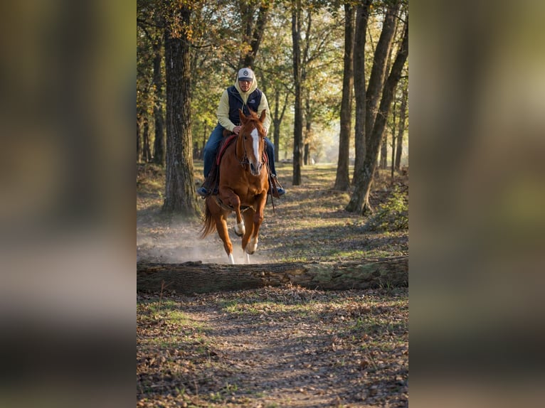 Quarter horse américain Jument 10 Ans 155 cm Alezan cuivré in Sulphur Springs