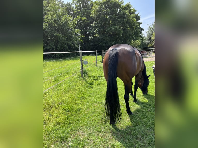 Quarter horse américain Jument 10 Ans 155 cm Bai brun in Rhede