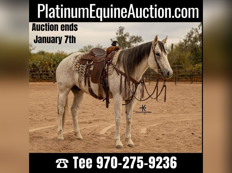 Quarter horse américain Jument 10 Ans 155 cm Gris in Casa Grande AZ