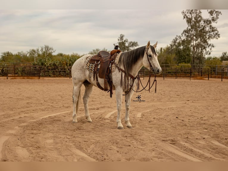 Quarter horse américain Jument 10 Ans 155 cm Gris in Casa Grande AZ