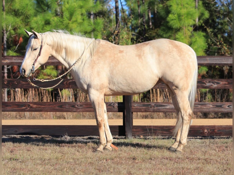 Quarter horse américain Jument 10 Ans 155 cm Palomino in Vidalia
