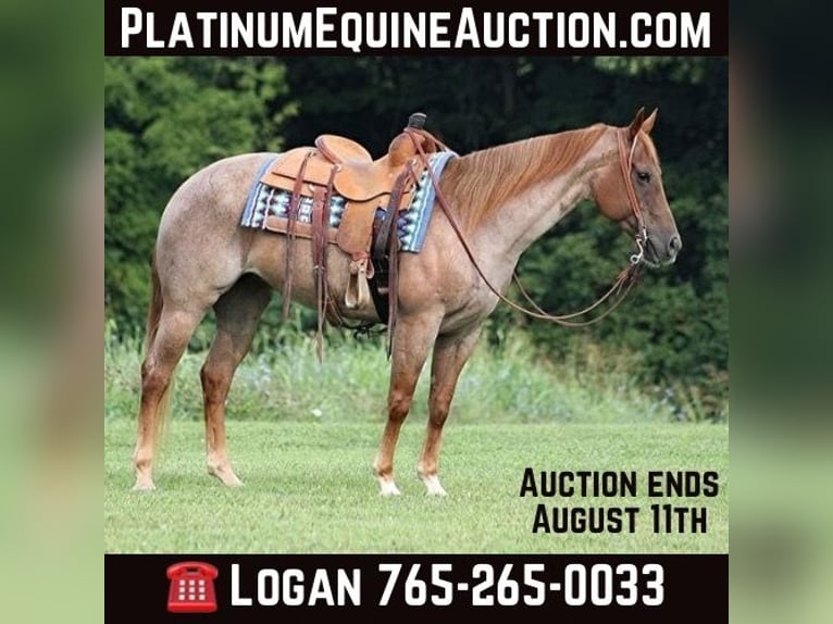 Quarter horse américain Jument 10 Ans 155 cm Rouan Rouge in Level Green Ky