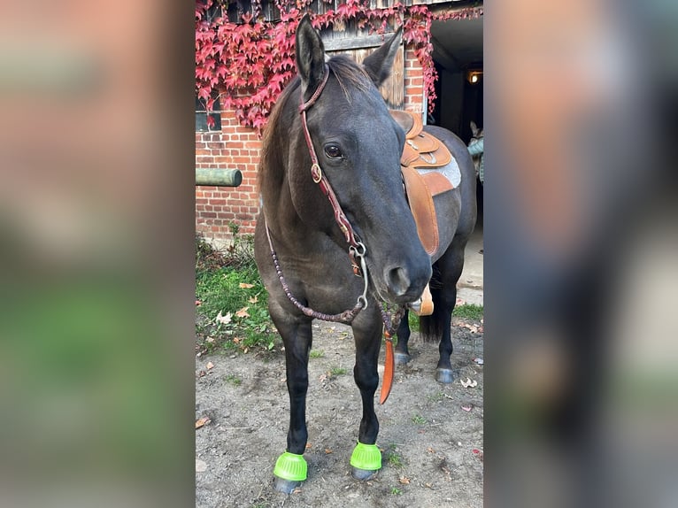 Quarter horse américain Jument 10 Ans 156 cm Grullo in Egestorf