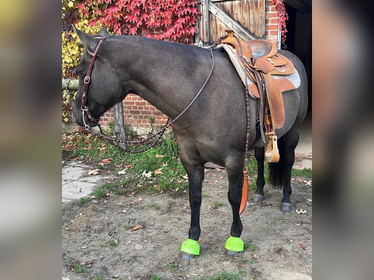 Quarter horse américain Jument 10 Ans 156 cm Grullo in Egestorf