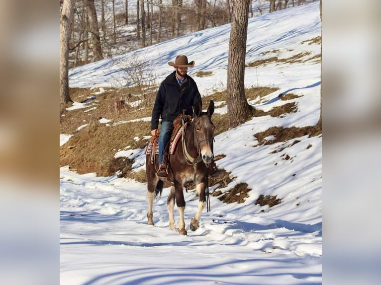 Quarter horse américain Jument 10 Ans 157 cm Bai cerise in Brooksville KY