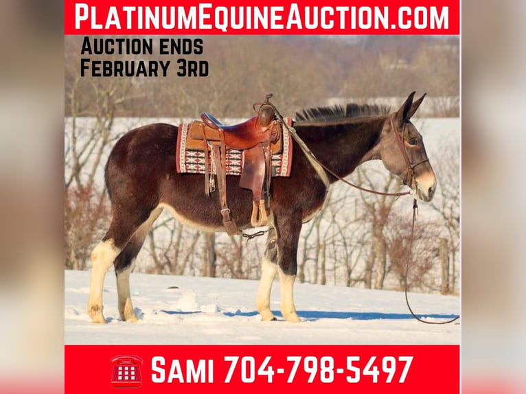 Quarter horse américain Jument 10 Ans 157 cm Bai cerise in Brooksville KY