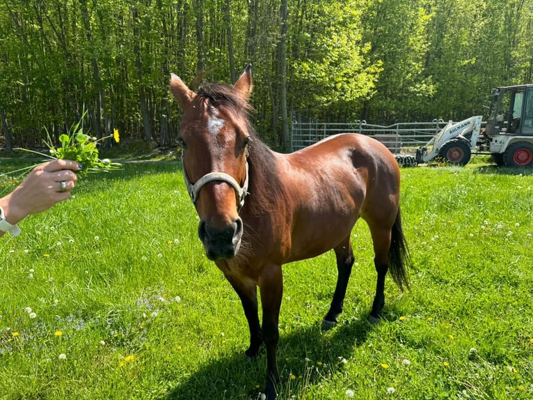 Quarter horse américain Jument 10 Ans 157 cm Bai in Leipzig
