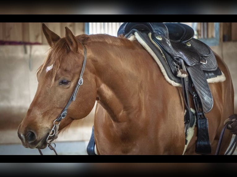 Quarter horse américain Jument 10 Ans 161 cm Alezan in Grenzach-Wyhlen Quarter horse américain Jument 10 Ans 161 cm Alezan in Grenzach-Wyhlen