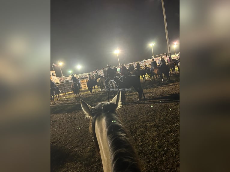 Quarter horse américain Jument 10 Ans 163 cm Buckskin in Morrilton, AR