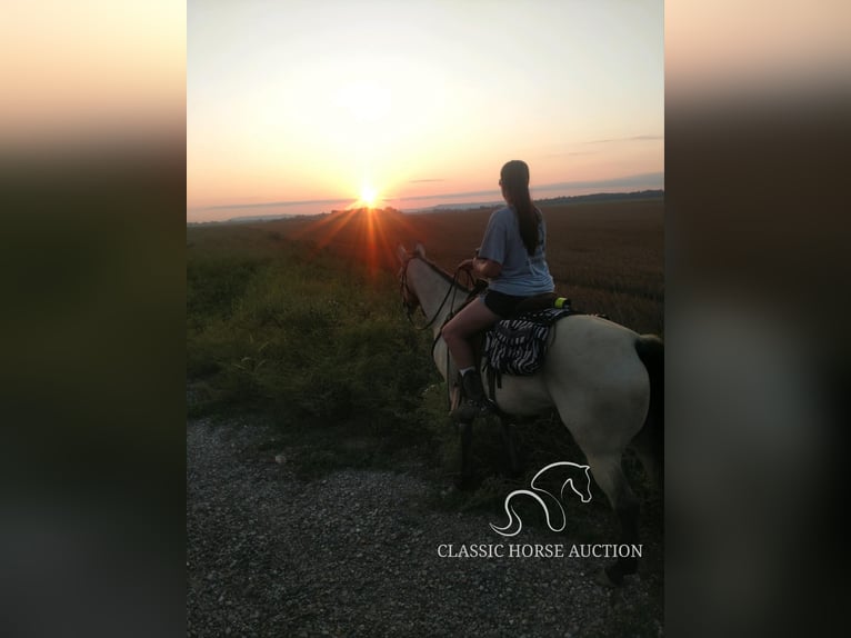 Quarter horse américain Jument 10 Ans 163 cm Buckskin in Morrilton, AR