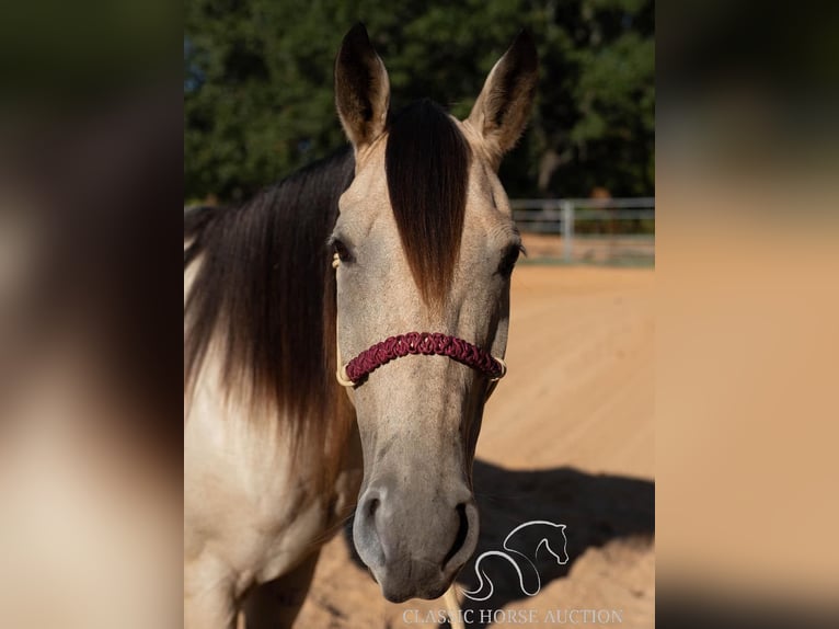 Quarter horse américain Jument 10 Ans 163 cm Buckskin in Morrilton, AR