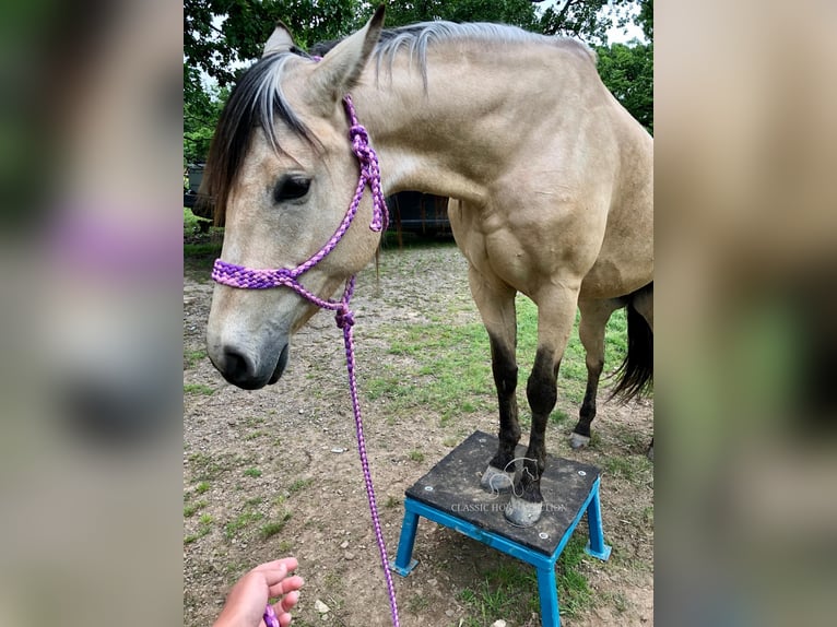 Quarter horse américain Jument 10 Ans 163 cm Buckskin in Morrilton, AR