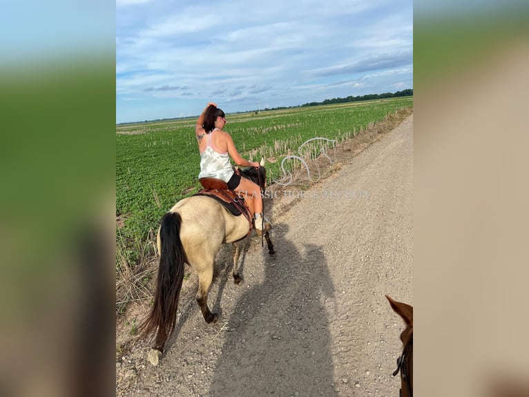 Quarter horse américain Jument 10 Ans 163 cm Buckskin in Morrilton, AR