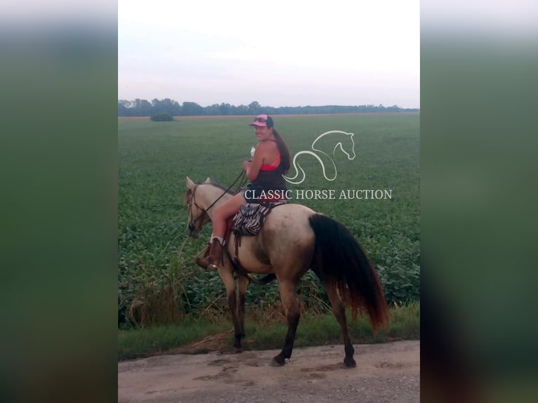 Quarter horse américain Jument 10 Ans 163 cm Buckskin in Morrilton, AR