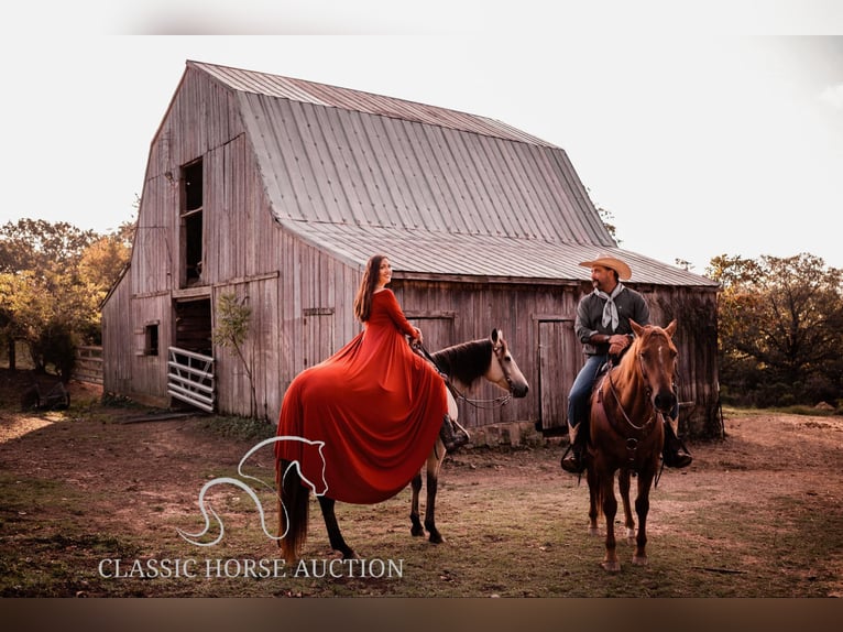 Quarter horse américain Jument 10 Ans 163 cm Buckskin in Morrilton, AR