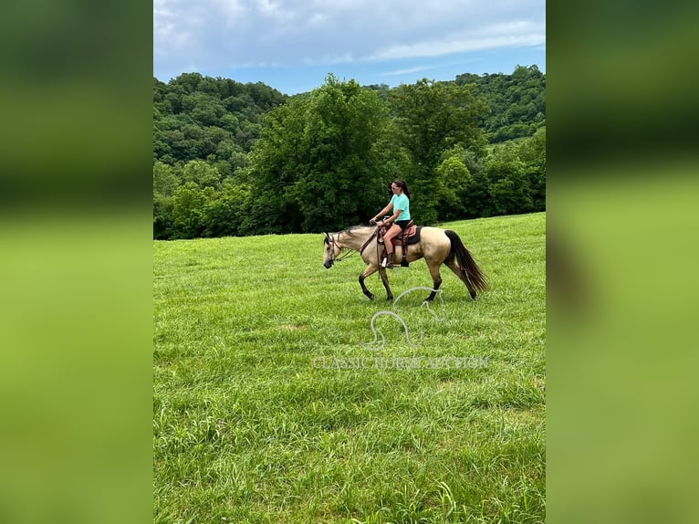 Quarter horse américain Jument 10 Ans 163 cm Buckskin in Morrilton, AR