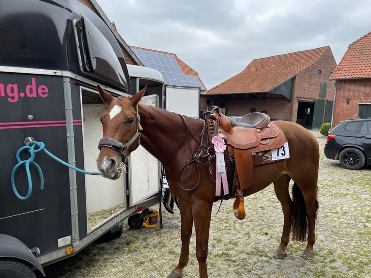 Quarter horse américain Jument 10 Ans 163 cm  in Stadtoldendorf