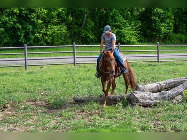 Quarter horse américain Jument 10 Ans Alezan cuivré in Stephenville