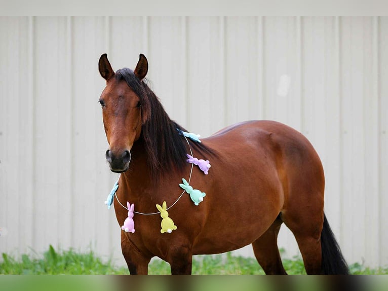Quarter horse américain Jument 10 Ans Bai cerise in Stephenville Tx