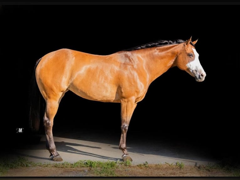 Quarter horse américain Jument 10 Ans Bai cerise in Woodbine, MD