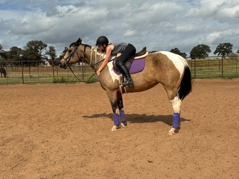 Quarter horse américain Jument 10 Ans Buckskin in Guthrie OK