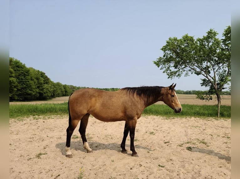 Quarter horse américain Jument 10 Ans Buckskin in Rosebuch MI