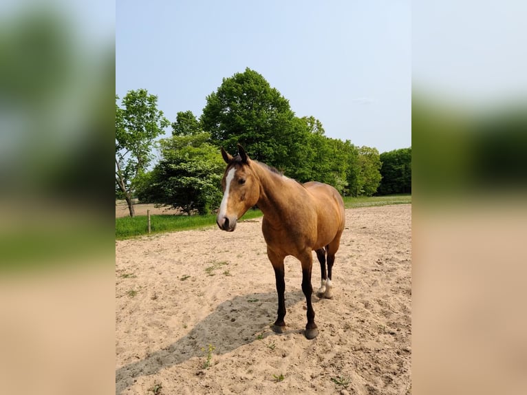 Quarter horse américain Jument 10 Ans Buckskin in Rosebuch MI