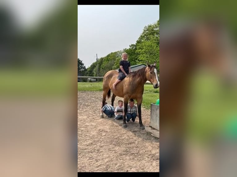 Quarter horse américain Jument 10 Ans Buckskin in Rosebuch MI