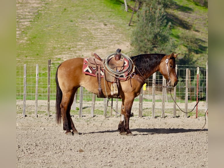Quarter horse américain Jument 10 Ans Isabelle in Tres Pinos
