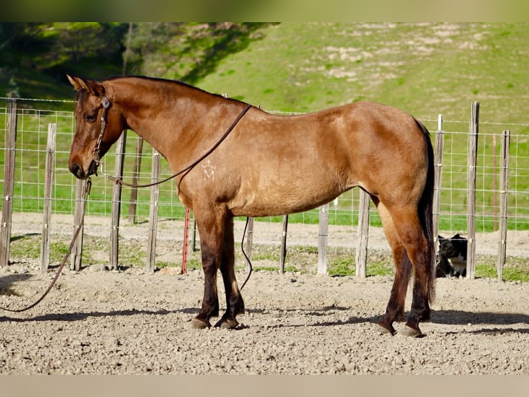 Quarter horse américain Jument 10 Ans Isabelle in Tres Pinos