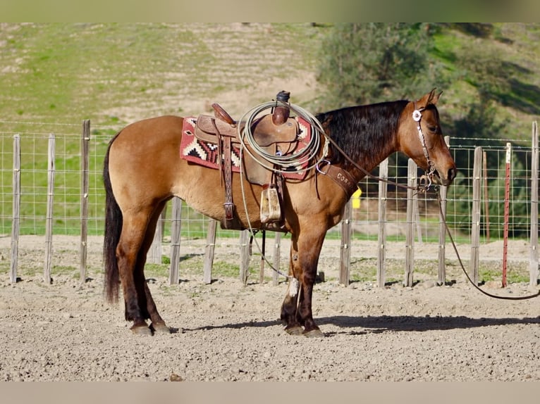 Quarter horse américain Jument 10 Ans Isabelle in Tres Pinos